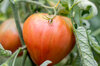 Tomatoes - Rose de Cagnolle