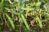 Broad bean - Longue de Belgique