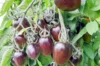 Cherry tomatoes - Brad's Atomic Grape