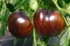 Tomatoes - Marsha's Starfighter Beefsteak