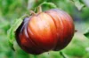 Tomatoes - Marsha's Starfighter Beefsteak