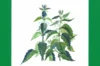 Plant Knowledge - Nettle - a good friend