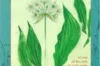 Plant Knowledge - Vol. 17 - Bear's garlic