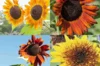 Sunflowers - Mix of Colours