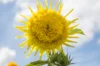 Sunflowers - Mix of Colours