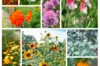 Fertile Assortments - Assortment - Edible flowers