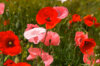Poppies - Mixed Colours