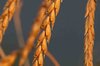 Mixed grain crop - Pulses Meslin Spelt