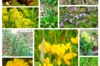 Flower mixtures - Wildflower Grass - La Vie Partout