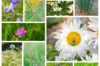 Flower mixtures - Wildflower Grass - La Vie Partout