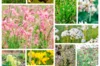 Flower mixtures - Wild Flower Meadow