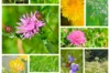 Flower mixtures - Wild Flower Meadow