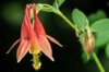 Ancolies - Aquilegia canadensis