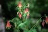 Ancolies - Aquilegia canadensis