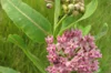 Asclepias - Sullivant Asclepiade