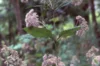 Eupatorium - Eupatorium purpureum