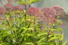 Eupatorium - Eupatorium purpureum