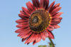 Sunflowers - Evening Sun