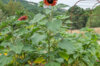 Sunflowers - Evening Sun