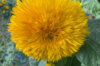 Sunflowers - Tohoku Yae