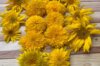 Sunflowers - Tohoku Yae