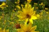 Helianthus - Large-toothed sunflower