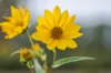 Helianthus - Large-toothed sunflower