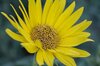 Helianthus - Maximilian Sunflower