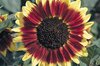 Sunflowers - Florenza