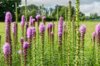 Liatris - Liatris spicata