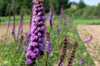 Liatris - Liatris spicata