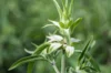 Monarda - Monarda punctata