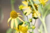 Rudbeckia - Rudbeckia laciniata