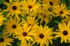 Rudbeckia - Rudbeckia subtomentosa