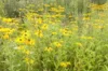 Rudbeckia - Rudbeckia subtomentosa