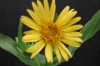 Silphium - Silphium perfoliatum