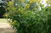 Silphium - Silphium perfoliatum