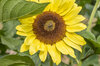 Sunflowers - Giant Primrose
