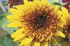 Sunflowers - Tigers Eye Mix 