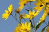 Helianthus - Giant Sunflower