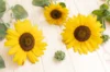 Sunflowers - Selma Sun