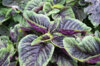 Leafy Amaranth - Tricolor