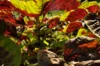 Leafy Amaranth - Tricolor