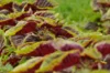 Leafy Amaranth - Tricolor