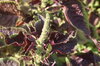 Leafy Amaranth - Red Leaf