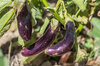 Eggplants - Little Fingers