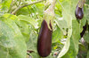 Eggplants - Barbentane
