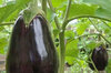 Eggplants - Imperial Black Beauty