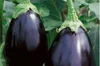 Eggplants - Imperial Black Beauty