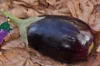 Eggplants - Imperial Black Beauty